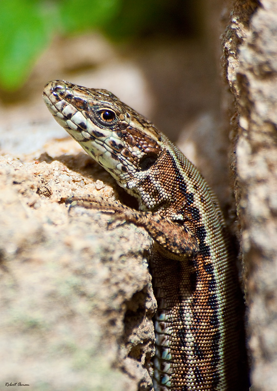 lezard4.jpg