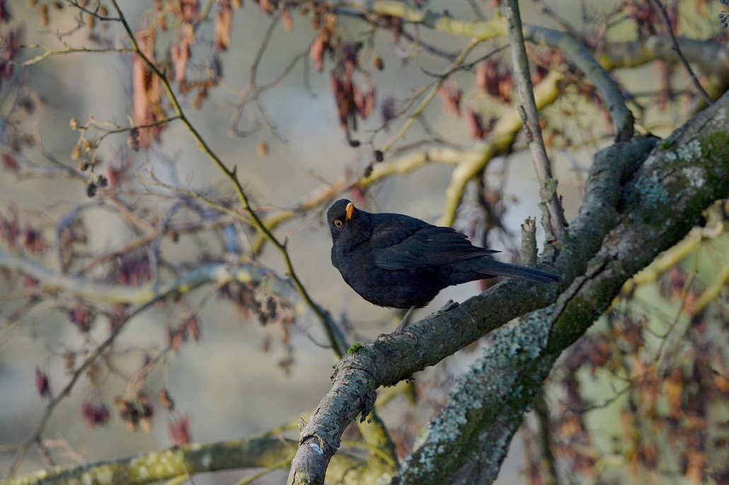 DSC_1951ar.JPG