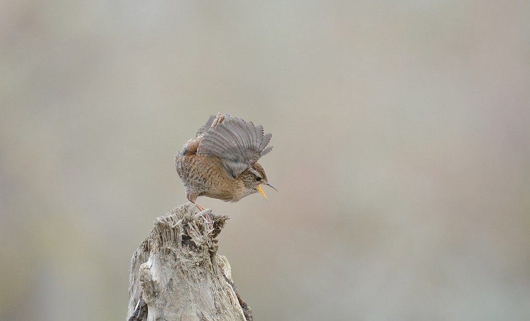 DSC_3223.JPG