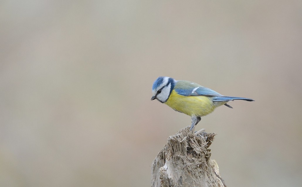 DSC_3324.JPG