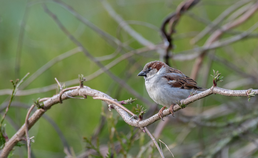 Moineau domestique.jpg