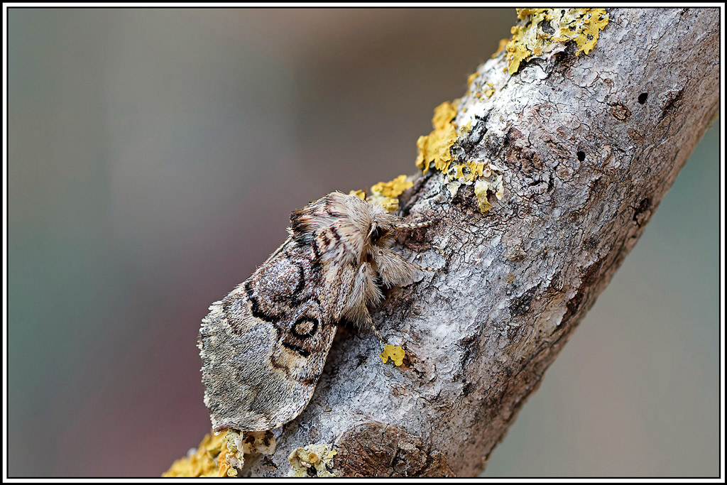 Noctuelle_du_coudrier(Colocasia_coryli)(2_4).jpg