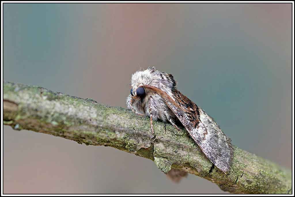 Noctuelle_du_coudrier(Colocasia_coryli)(15_20).jpg