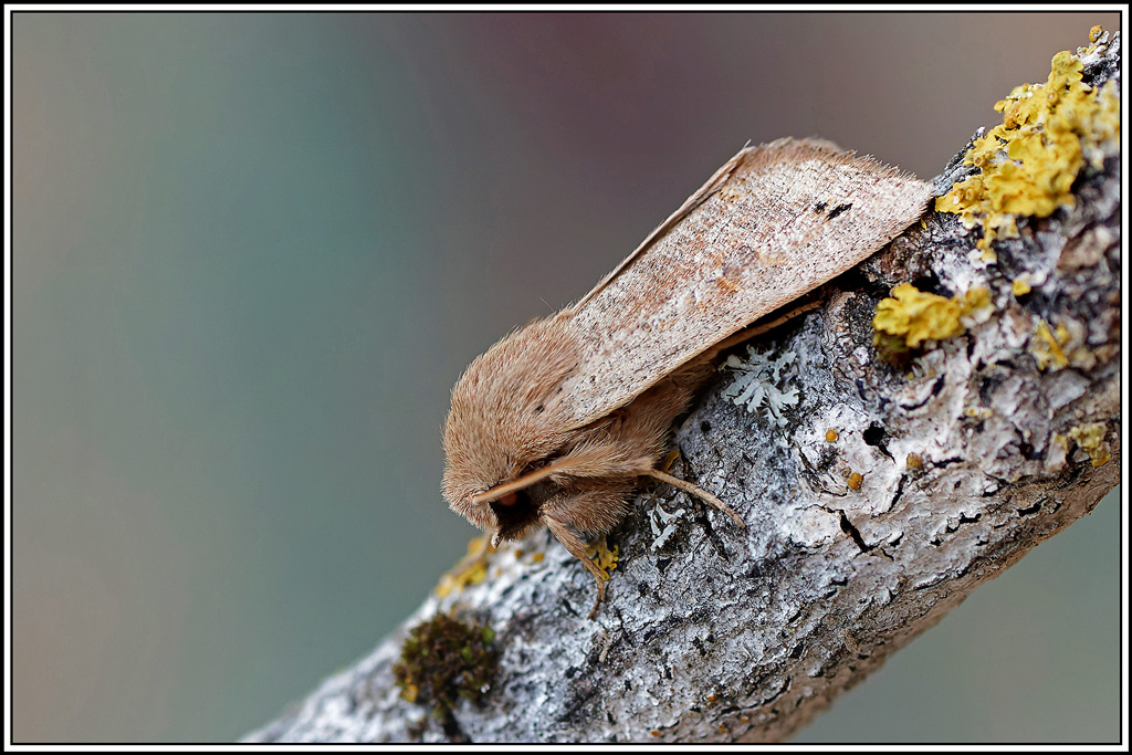 Orthosie_picotée(Anorthoa_munda)(1_2).jpg