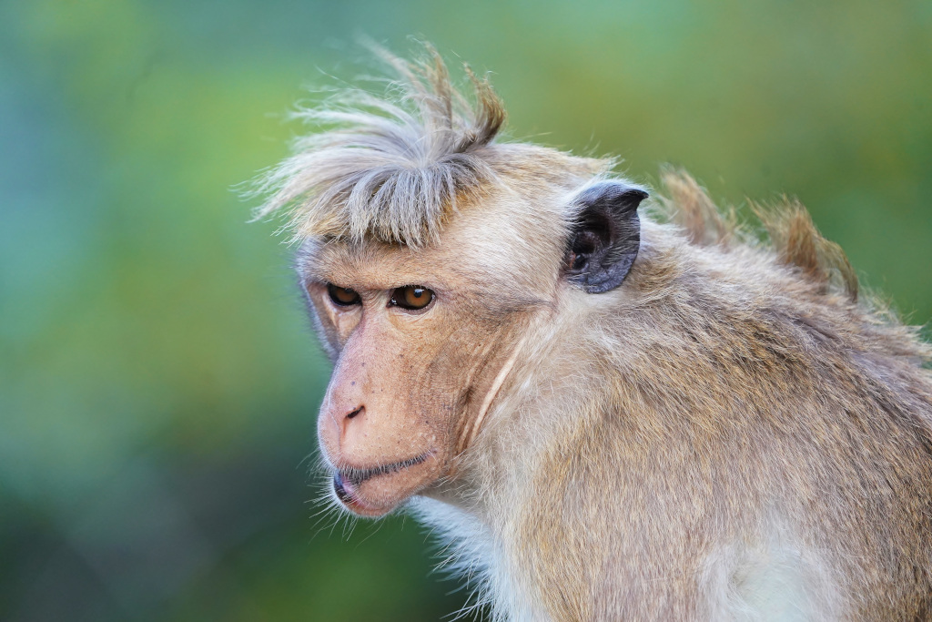 11-Macaque à toque - Sigirya.JPG