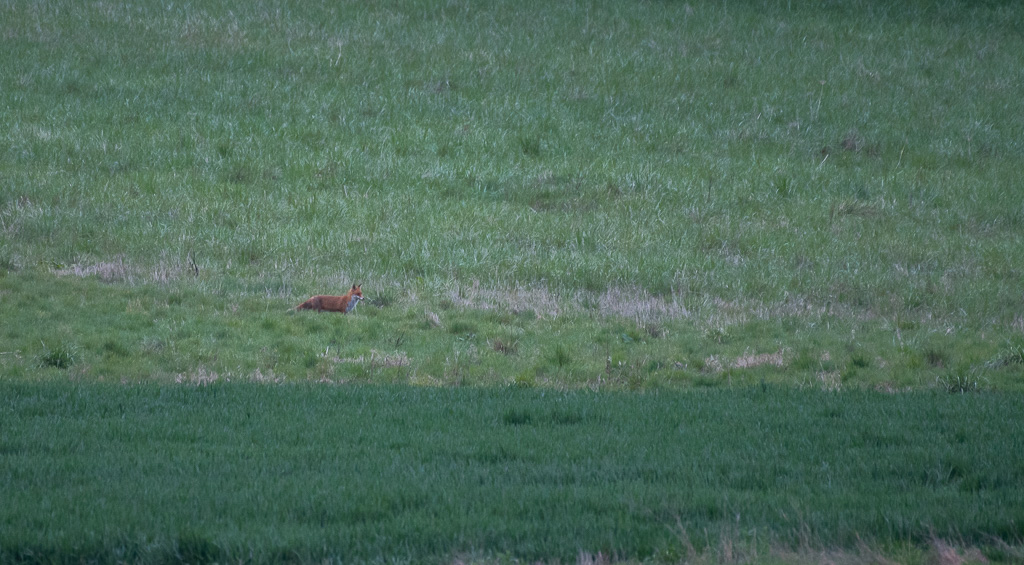 Renard -0-.jpg