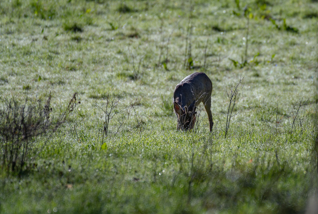 Chevreuil ambiance matinale.jpg