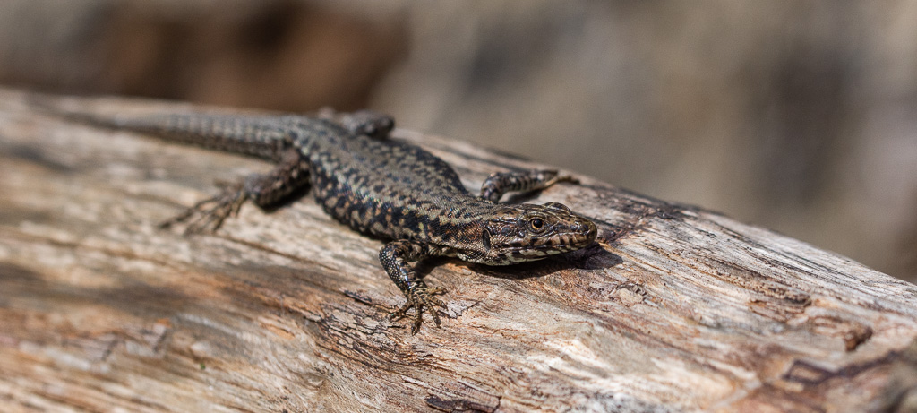 Lézard -1-.jpg