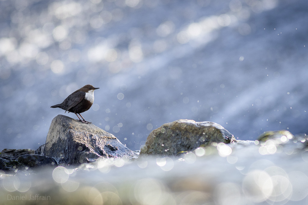 Image et Nature-1-25.jpg