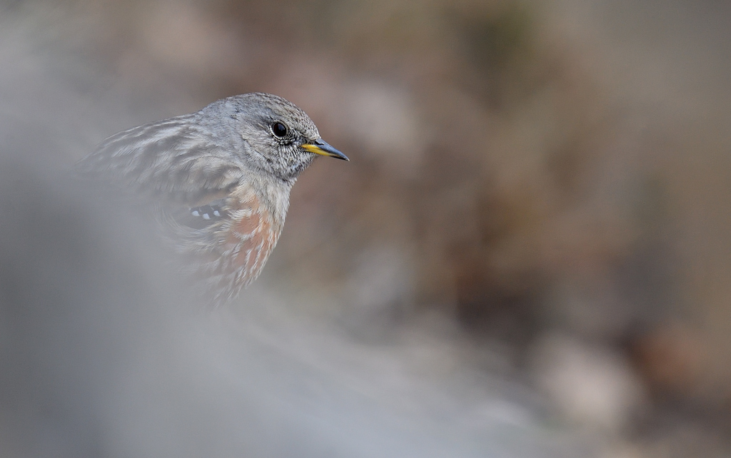 DS5_7029.jpg