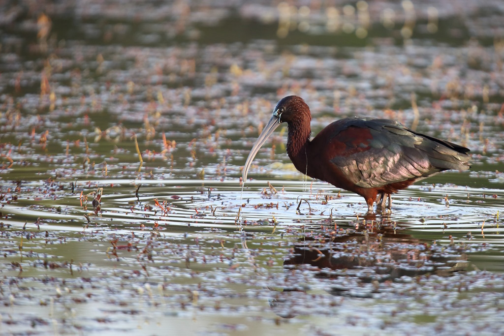 1506 Ibis falcinelle.JPG