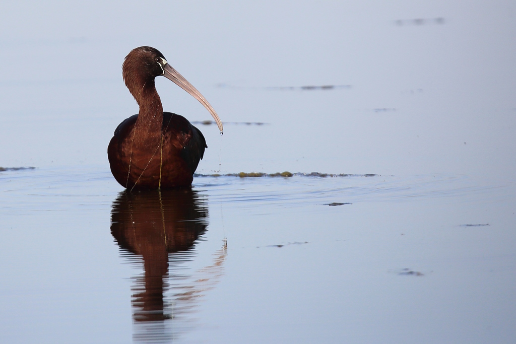 1509 Ibis falcinelle.JPG