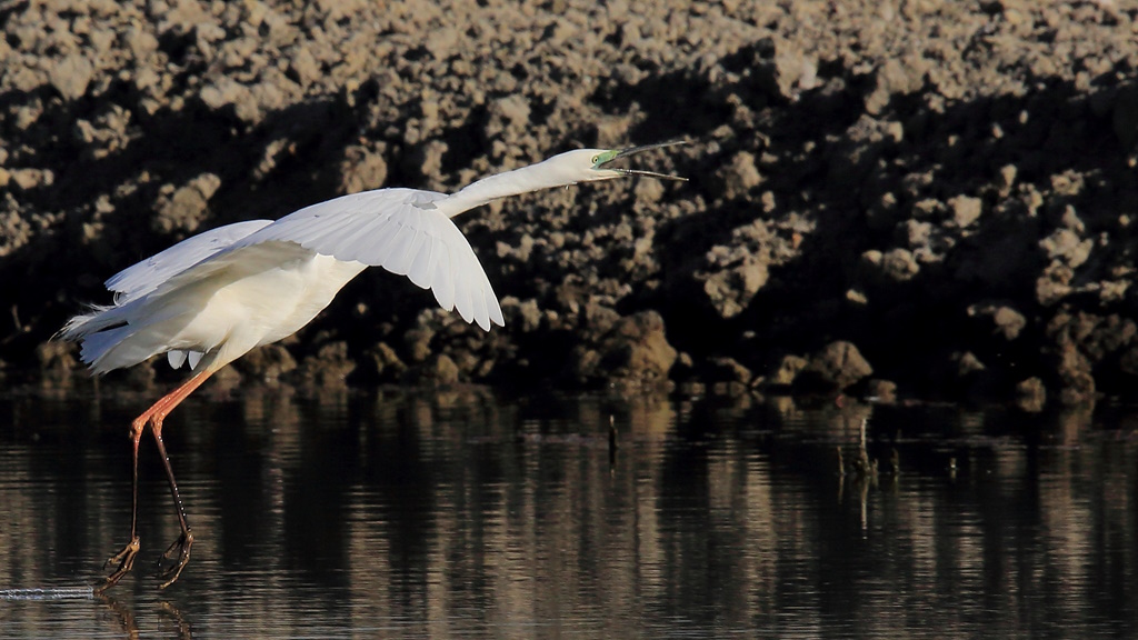 1516 Grande aigrette.JPG