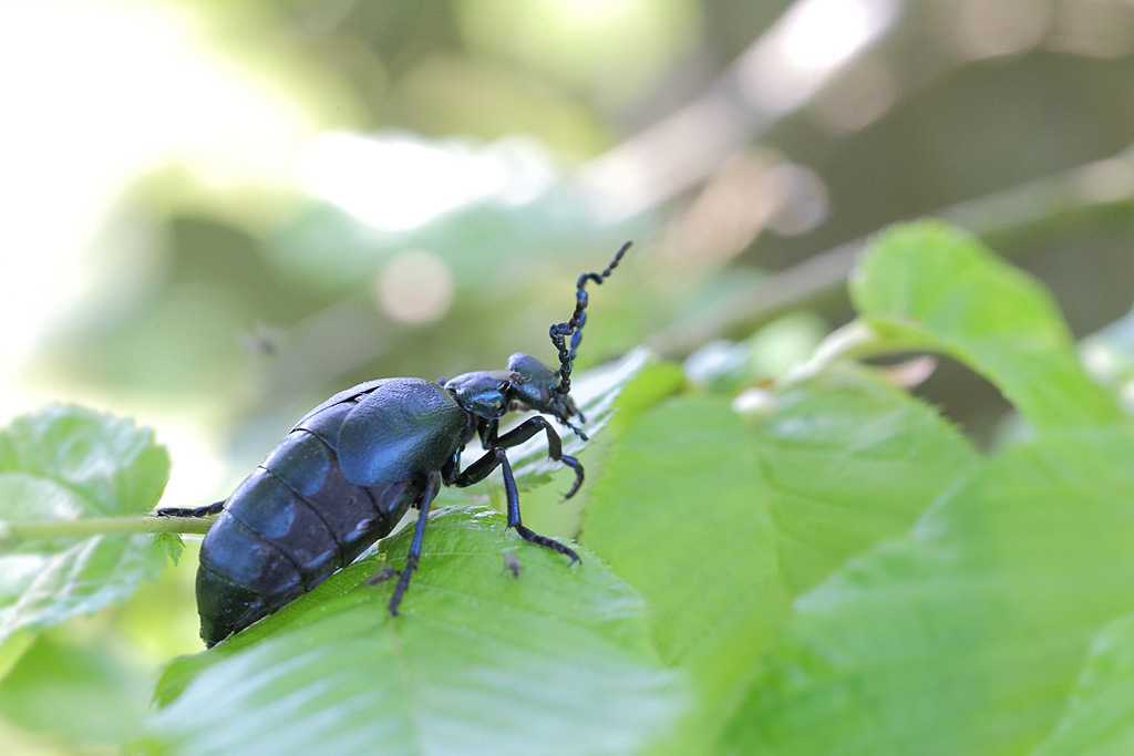 Meloe violaceus.JPG
