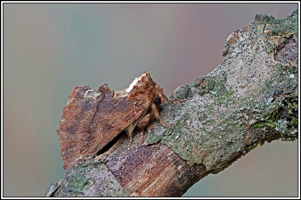 Crête_de_coq(Ptilodon_capucina)(7_13).jpg
