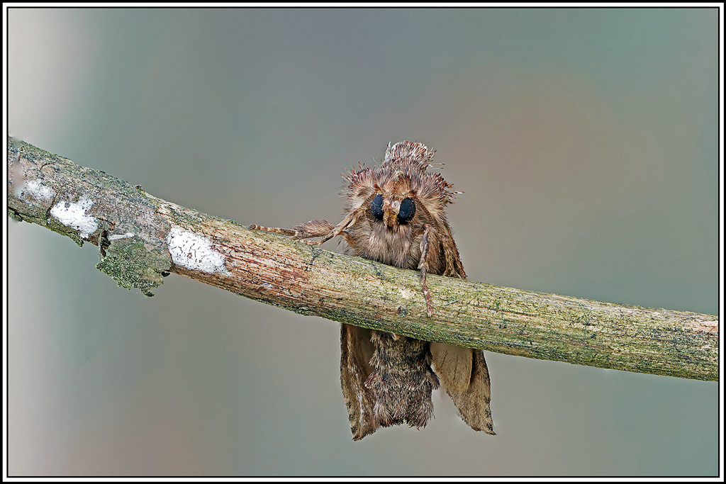 Crête_de_coq(Ptilodon_capucina)(21_38).jpg