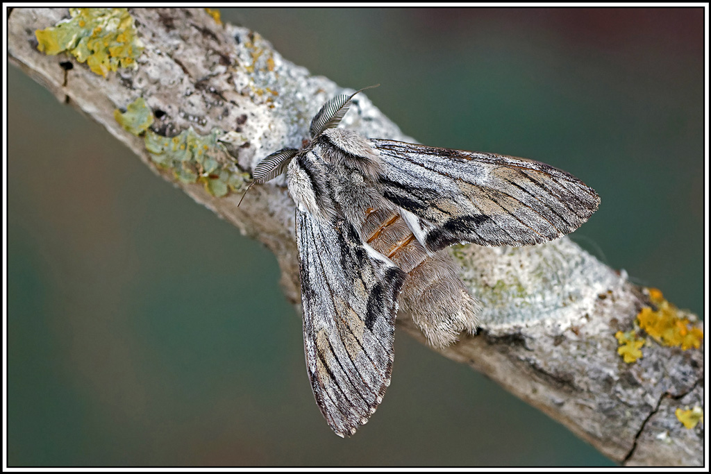 Dragon(Harpyia_milhauseri)(43).jpg