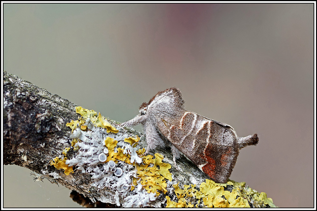 Hausse-Queue_brune(Clostera_pigra)(2_5).jpg