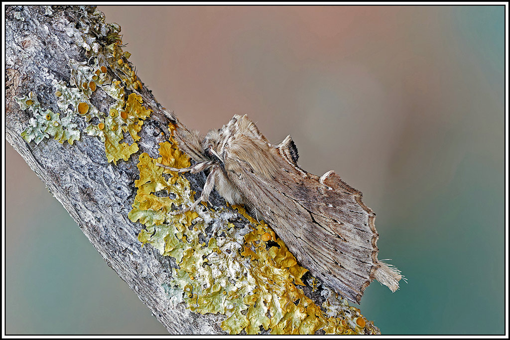 museau(Pterostoma_palpina)(5_11).jpg