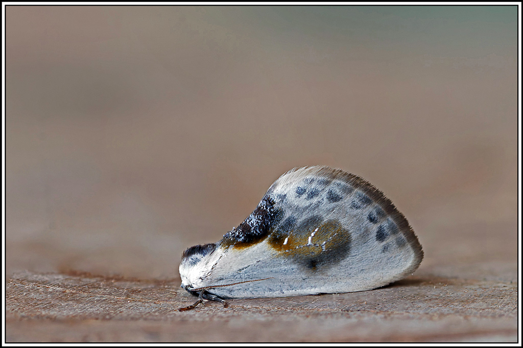 Petite_épine(Cilix_glaucata)(1_6).jpg