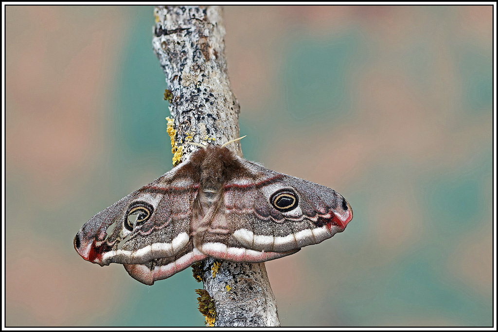 Petit_paon_de_nuit_♀(Saturnia_pavonia)(76_89).jpg