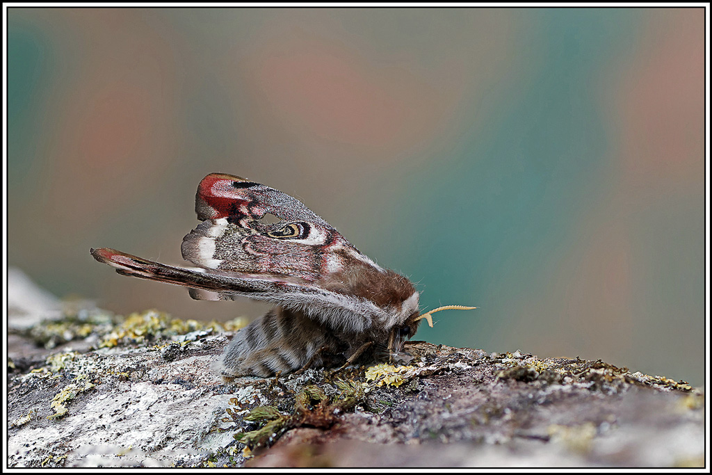 Petit_paon_de_nuit_♀(Saturnia_pavonia)(2_13).jpg