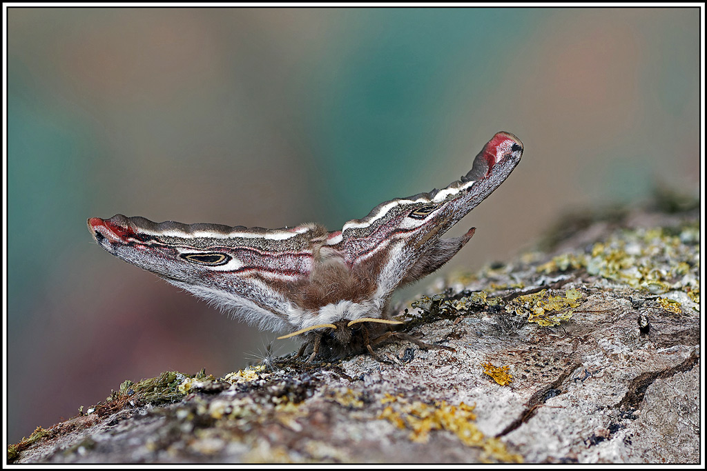 Petit_paon_de_nuit_♀(Saturnia_pavonia)(64_75).jpg