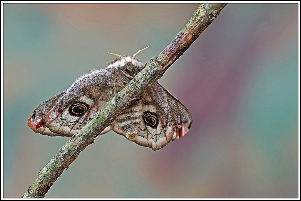 Petit_paon_de_nuit_♀(Saturnia_pavonia)(146_157).jpg