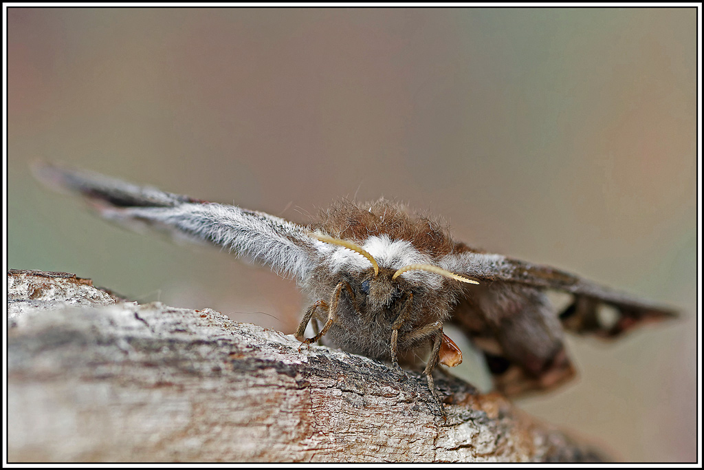 Petit_paon_de_nuit_♀(Saturnia_pavonia)(181_188).jpg
