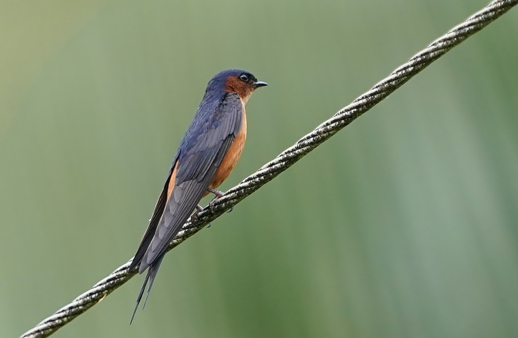 28-Hirondelle de Ceylan - Kitulgala.JPG
