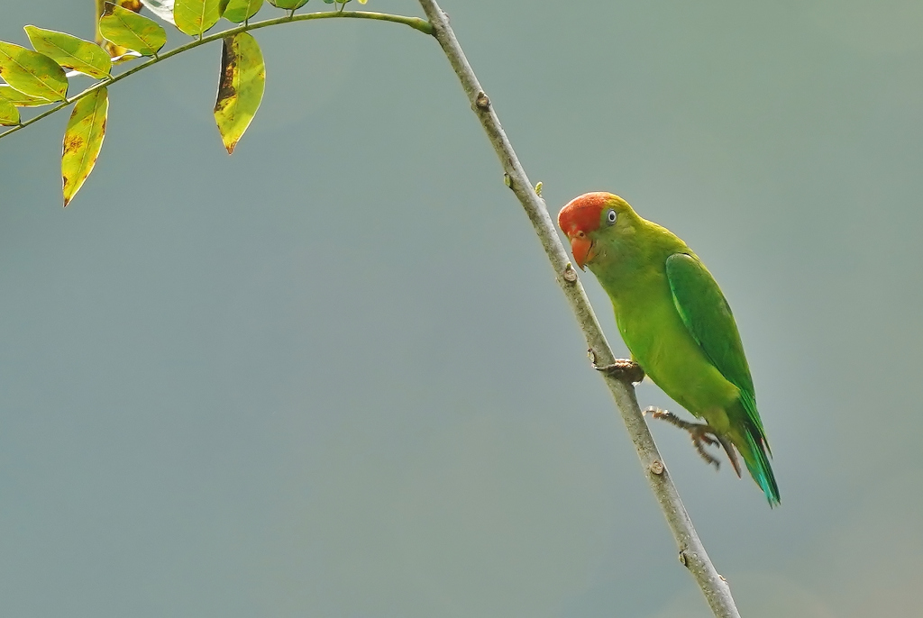 29-Coryllis de Ceylan - Kitulgala.JPG