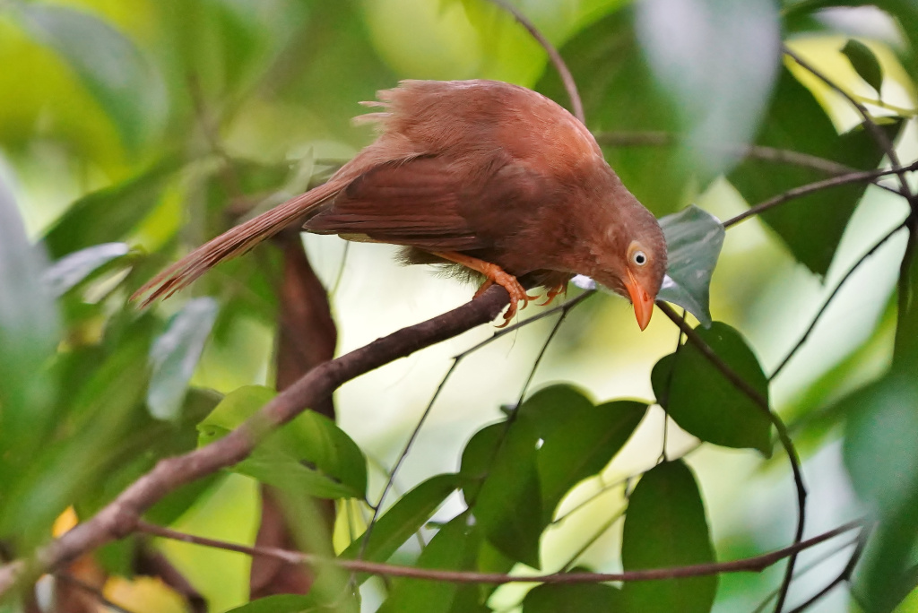 30-Cratérope de Ceylan - Kitulgala.JPG