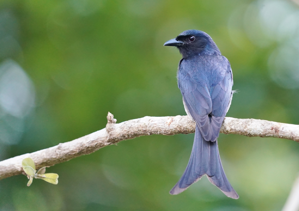 34-Drongo à ventre blanc - Kitul.JPG