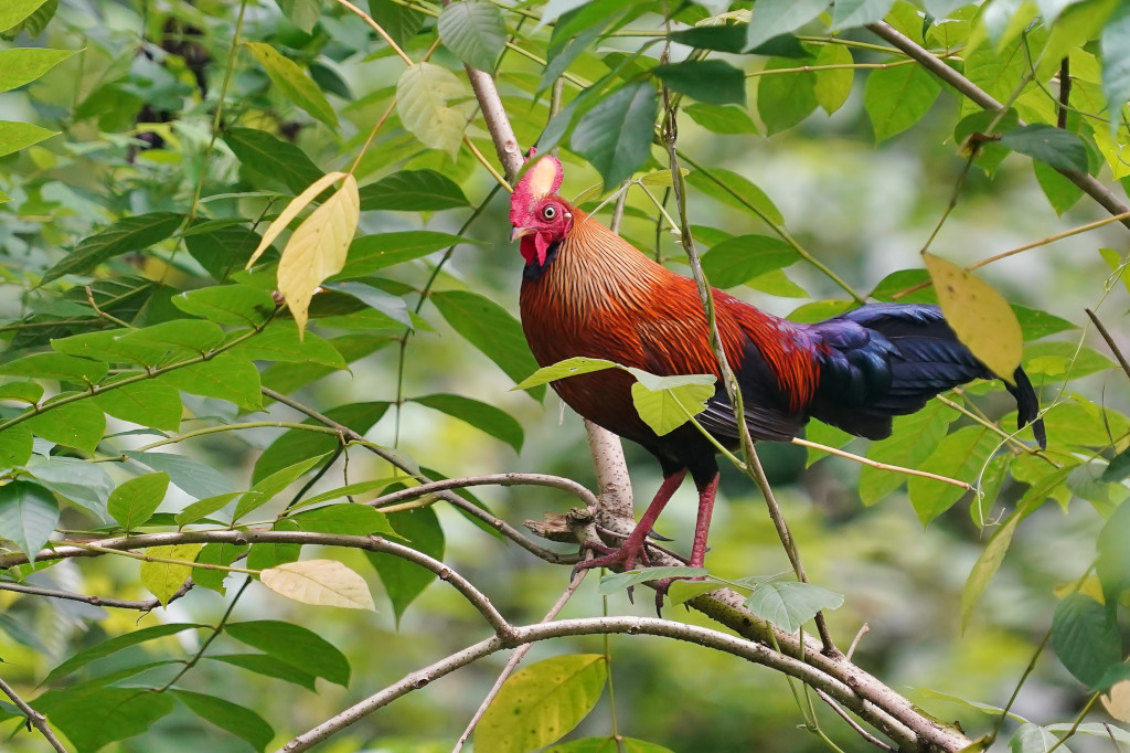 35-Coq de Lafayette - Kitulgala.JPG