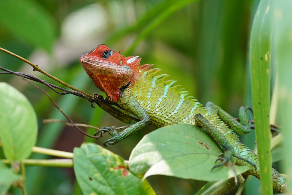 36-Lézard....JPG