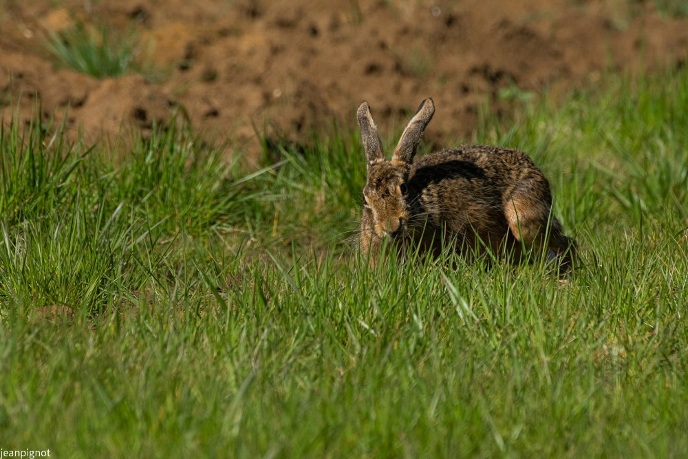 pose casse croute (2).JPG