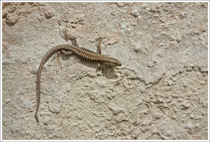 lezard2.jpg