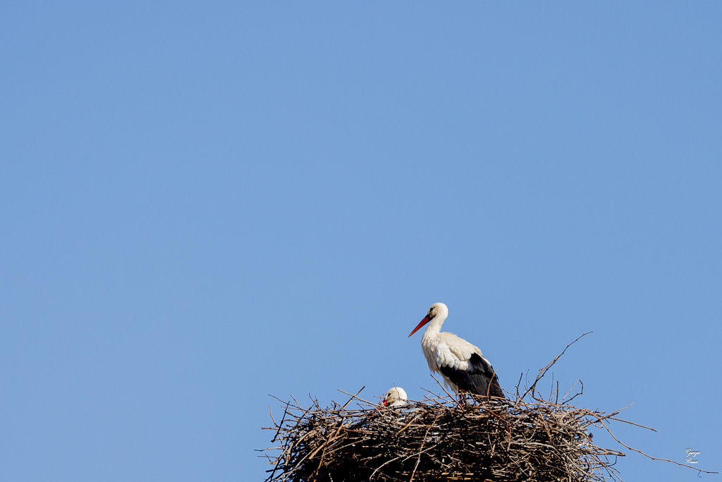 Cigogne blanche (Ciconia ciconia) White stork-88.jpg