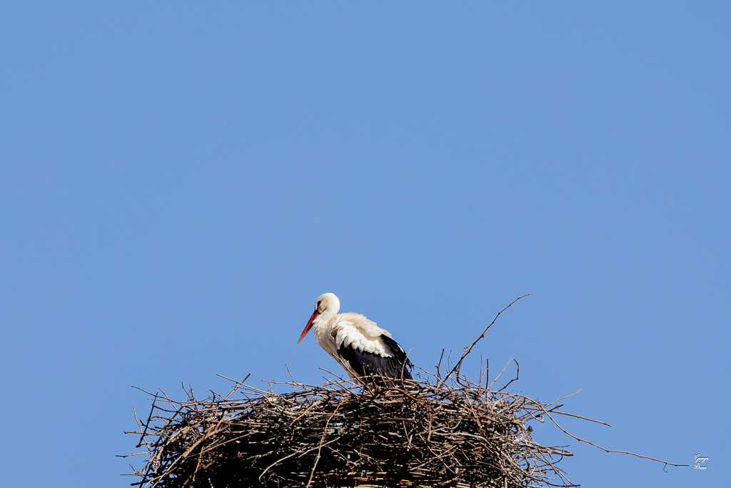 Cigogne blanche (Ciconia ciconia) White stork-91.jpg