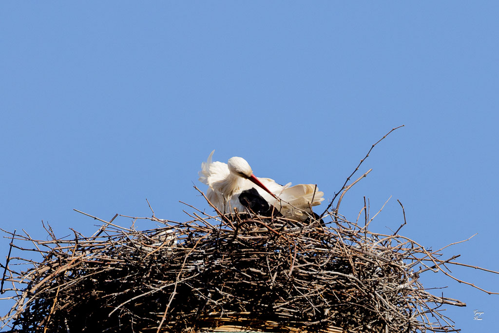 Cigogne blanche (Ciconia ciconia) White stork-92.jpg