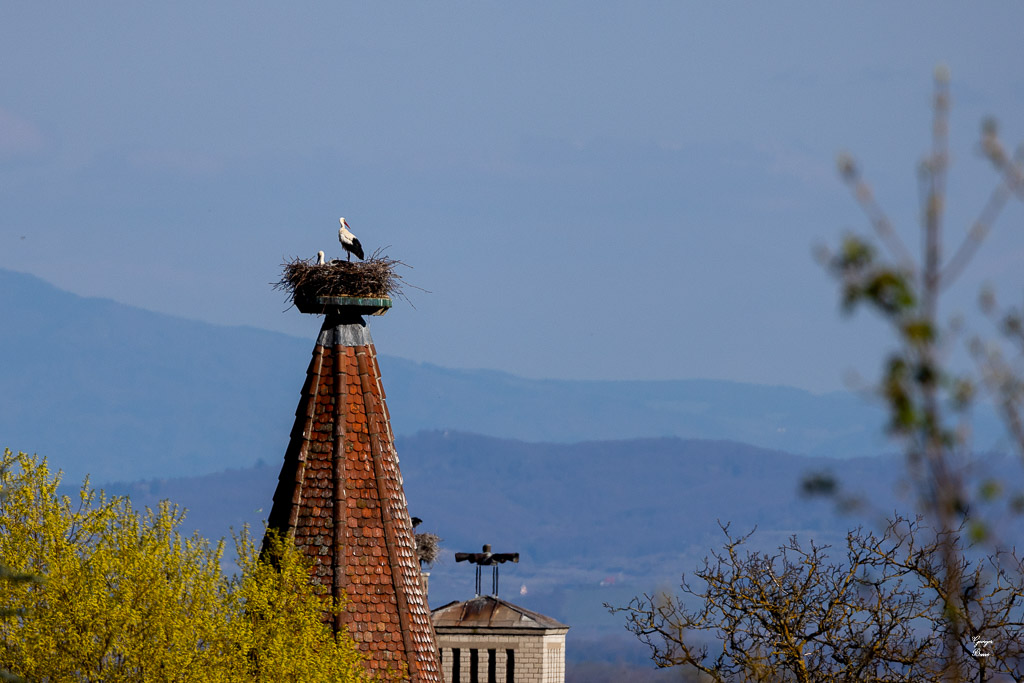 Cigogne blanche (Ciconia ciconia) White stork-86.jpg