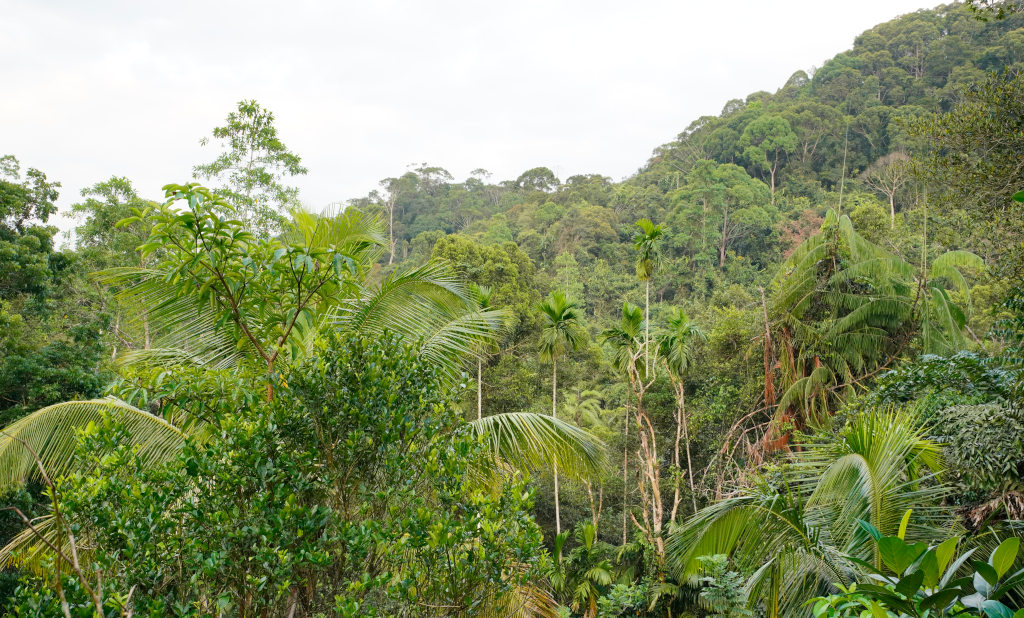 37-Sinharaja forest.JPG