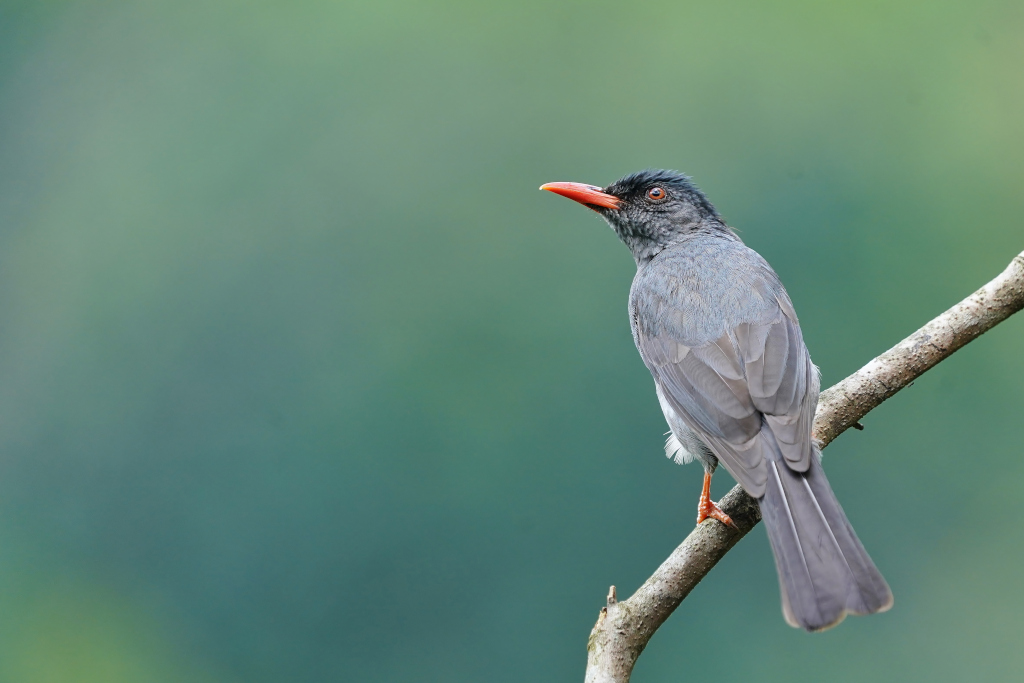 39-Bulbul des Ghats - sinharaja.JPG