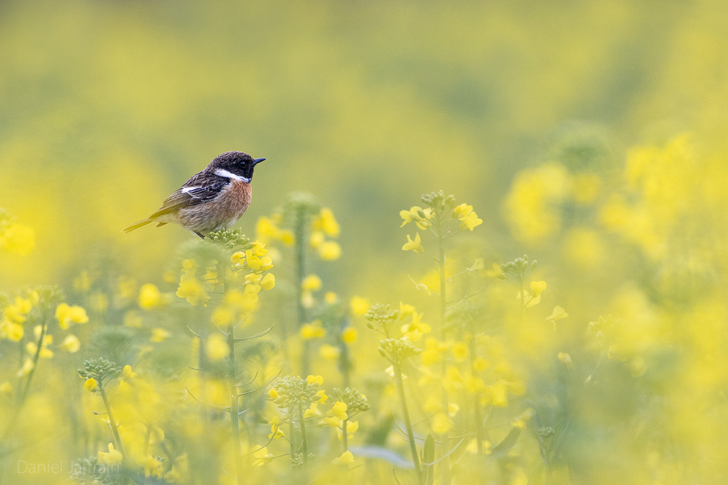 Image et Nature-1-28.jpg