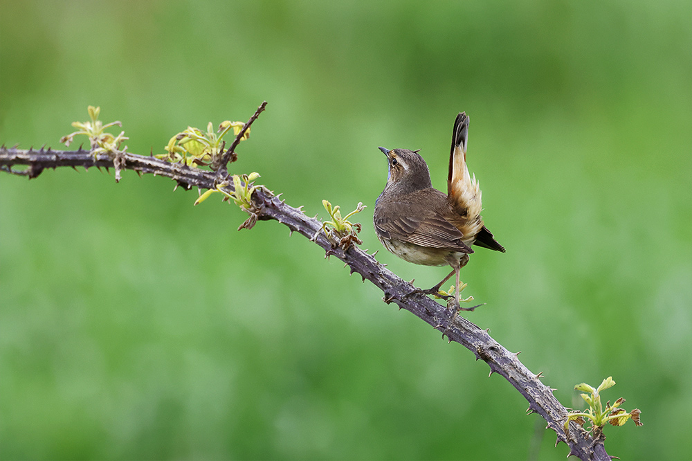 IN_D7A2704-c.jpg