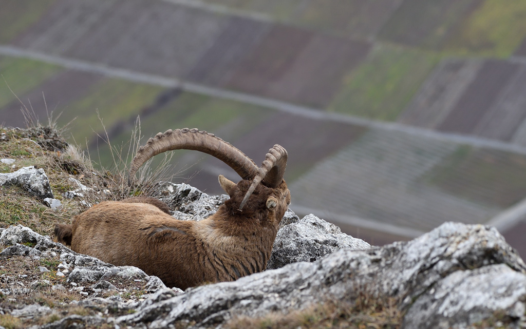 DS5_6720.jpg