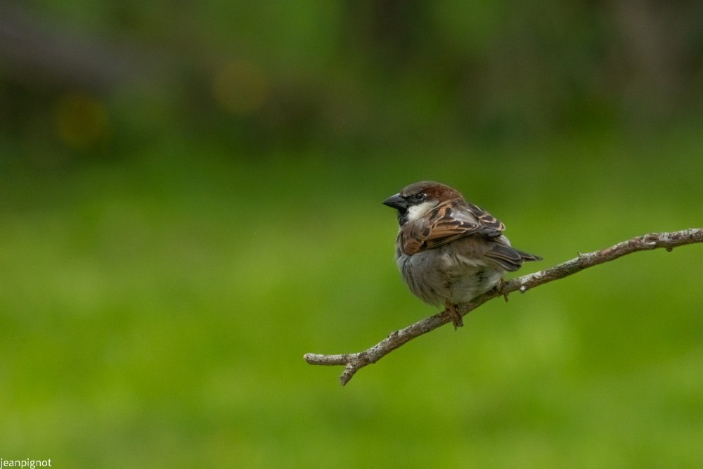 moineau domestique male.JPG