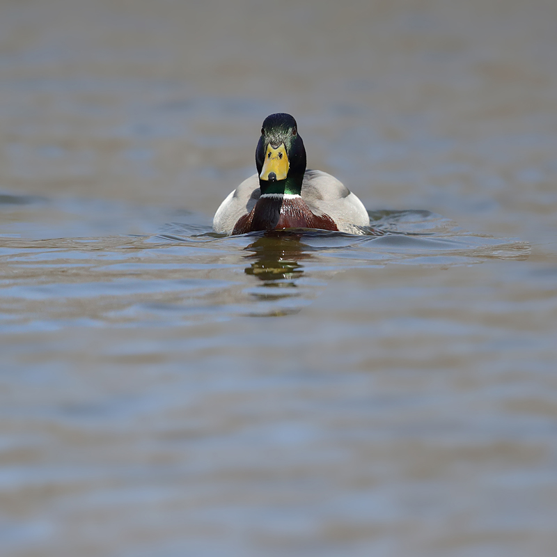 Canard colvert mâle 1.JPG