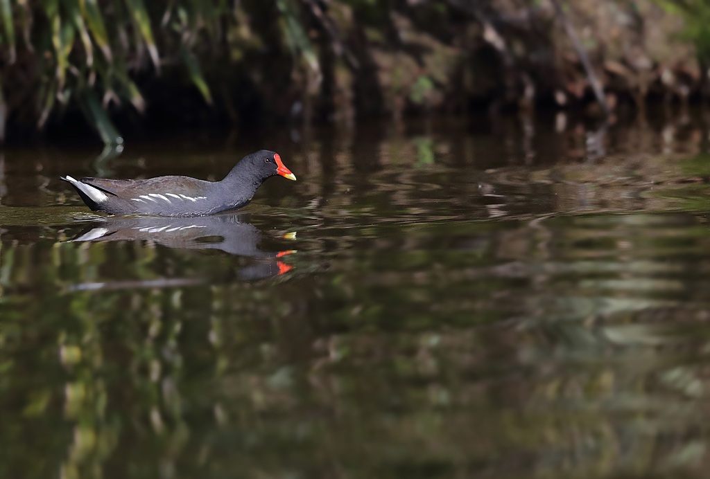 Gallinule poule d'eau 12.JPG