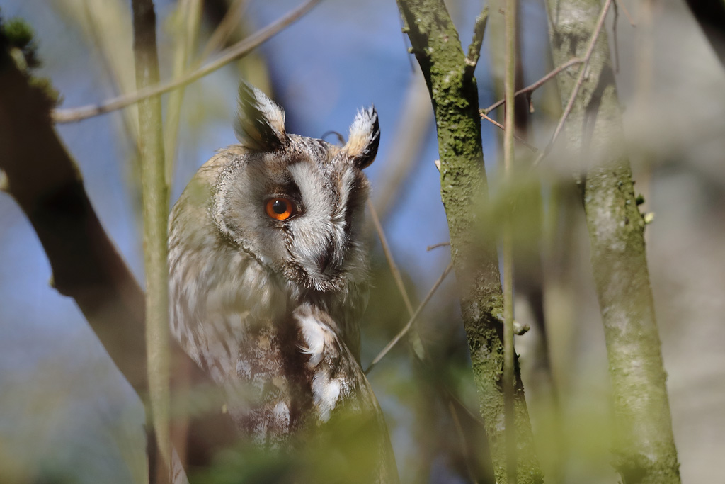 Hibou moyen duc 6.JPG